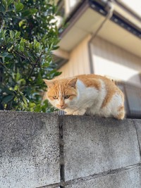 初めて出会ったときのカランちゃん（画像提供：かもぴさん）