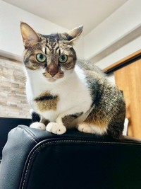 飼い主さんをじっと見つめるまーちゃん（画像提供：保護猫ま～ちゃんさん）