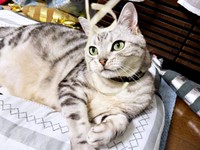 猫じゃらしで遊ぶサスケくん（画像提供：みふゆ（三冬）さん）