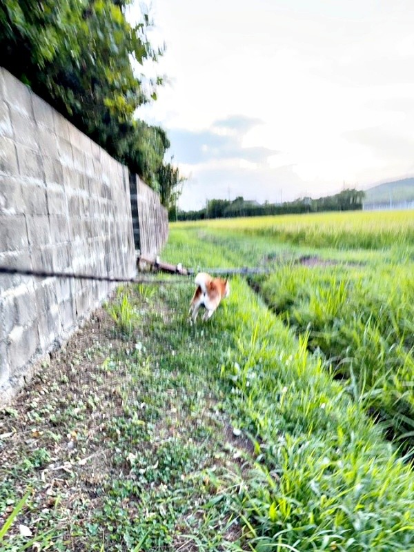 ダイブ数秒前、助走をつけるティーくん（画像提供：柴犬ティーくん＆パパさん）