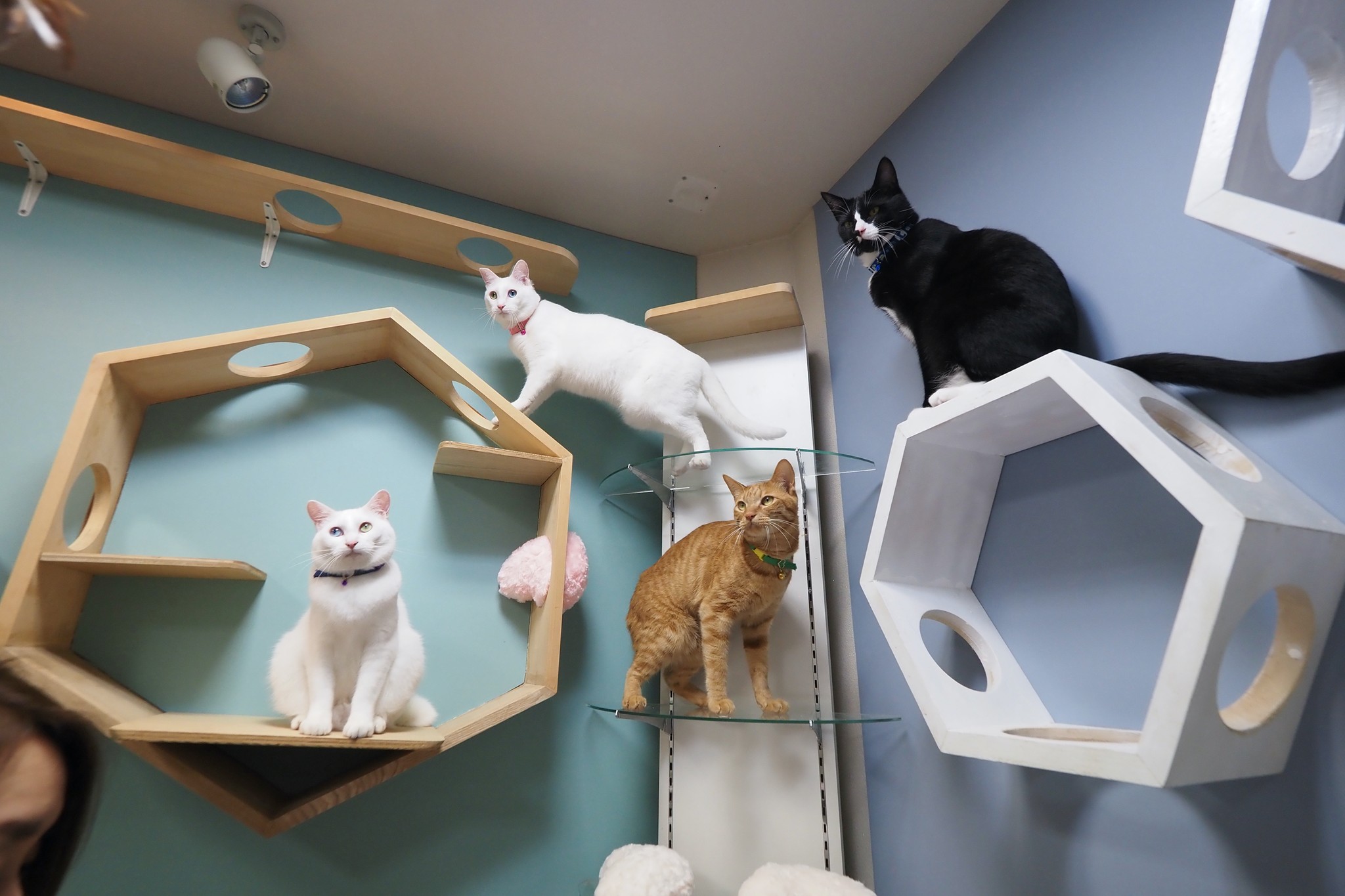 接客上手な4匹の看板猫がいる美容院 オッドアイの子たちがもたらして