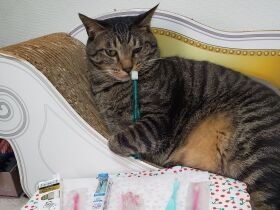 猫の歯磨き、大切なのは分かっているけど難しい　まず歯ブラシで遊ぶことからスタート