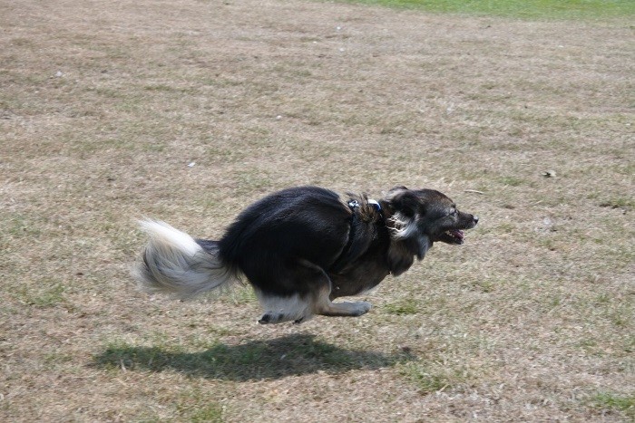 カナダ、バンクーバーの公園にて疾走（@nana_crossbreed提供）