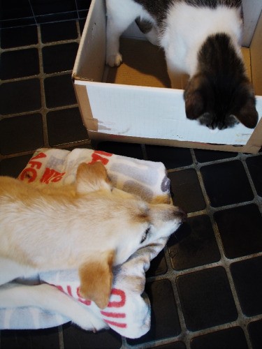 「はなさん、きょうの気分はいかがですか」とキュー太くん