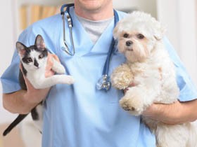 犬・猫の血液検査は重要 でも何を調べているの？生化学検査項目