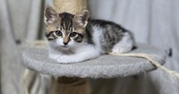 この子もjunさんが預かっている、里親募集中の子猫ちゃん（画像提供：junさん）