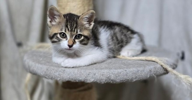 この子もjunさんが預かっている、里親募集中の子猫ちゃん（画像提供：junさん）