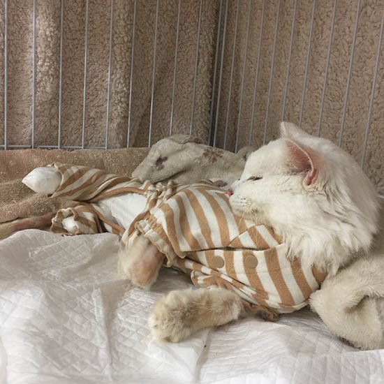 日課の処置が終わってホッとしているところ。「イヤだって言ってるのに、どうしてわからないんだろう…」