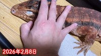 KEISUKEさん宅にやってきた初日／KEISUKEさん（@keisukeminoda）提供