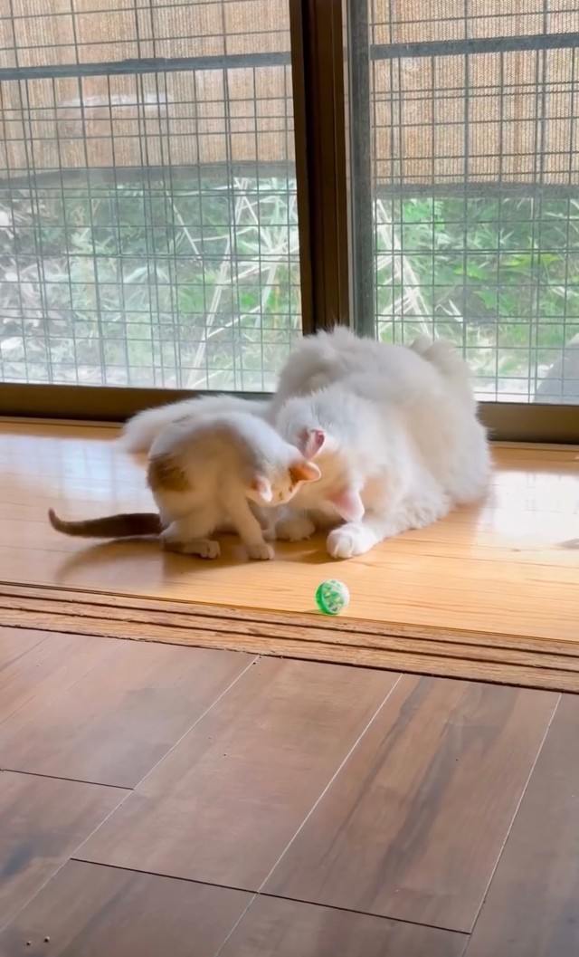 先輩猫にも可愛がってもらっています（提供：よりパパさん）