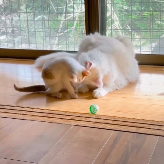 先輩猫にも可愛がってもらっています（提供：よりパパさん）