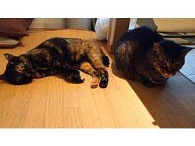 猫はバイオリンが苦手でウクレレは好き？　猫が気になる“音”といえば…