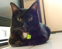 胸水は麻酔をせずに抜いてもらえた