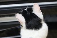 猫好きさんもキュン！ 黒白ハチワレの後頭部がたまらなく愛らしいむすびくん（画像提供：猫のしお むすび 飼い主はろでさん）