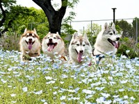 ネモフィラに囲まれて記念撮影（左から）かいちゃん、ジェスちゃん、ういちゃん、うたちゃん