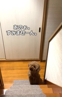 あれ？足が痛くて動けなかったんじゃないの？（飼い主さん提供、Instagramよりキャプチャ撮影）