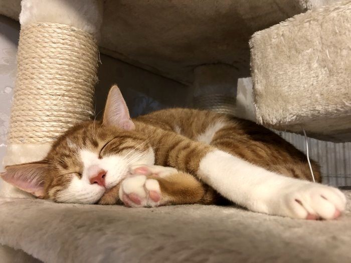 スヤスヤ、今日も楽しかったなあ～