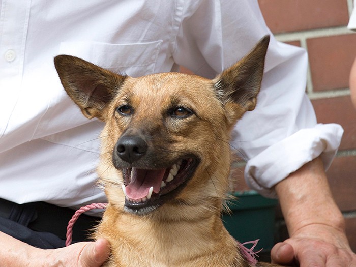 映画『駅までの道をおしえて』から。マズルが黒くて茶色い毛並みのルース役のミノルカちゃん。割とよく野犬にいるタイプです