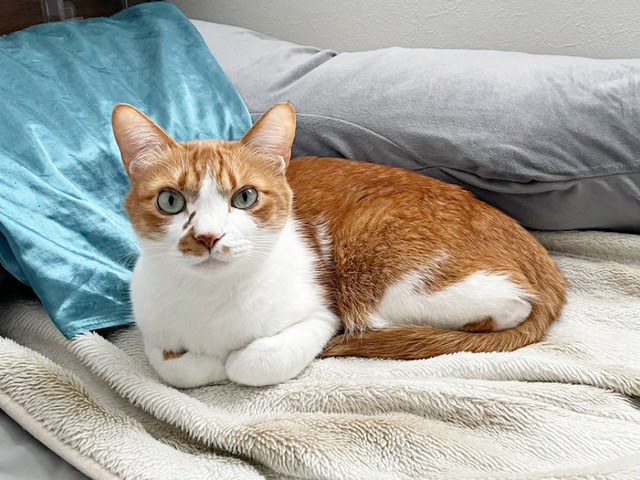 4歳。飼い主さんをじっと見つめるビスケットくん（画像提供：ソックスとビスケットさん）