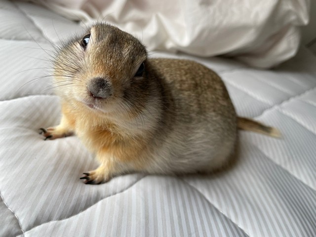  この子絶対自分のかわいさに気づいてる（提供写真）