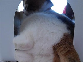 ふくよかなお尻、ちょこっとはみ出したね　三毛猫の「すず」