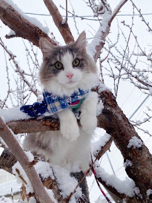 冷たそうだけど中はぬくぬく！？ かまくらでくつろぐ北海道の猫さん