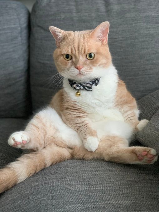 アメショだけどスコ座り＝マンチカンのタケさん（@Taketter0924）提供