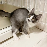 お迎えから2週間後。おもちゃに驚くスイちゃん（画像提供：ソアラとスイさん）