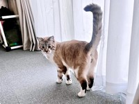 1歳を迎えたちくわくん。立派な尻尾が素敵です（画像提供：やくまろさん）