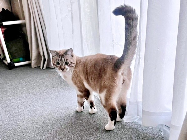 1歳を迎えたちくわくん。立派な尻尾が素敵です（画像提供：やくまろさん）