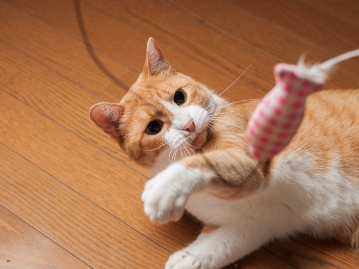 「遊びながら歯みがきができる道具ってないのかな」（小林写函撮影）