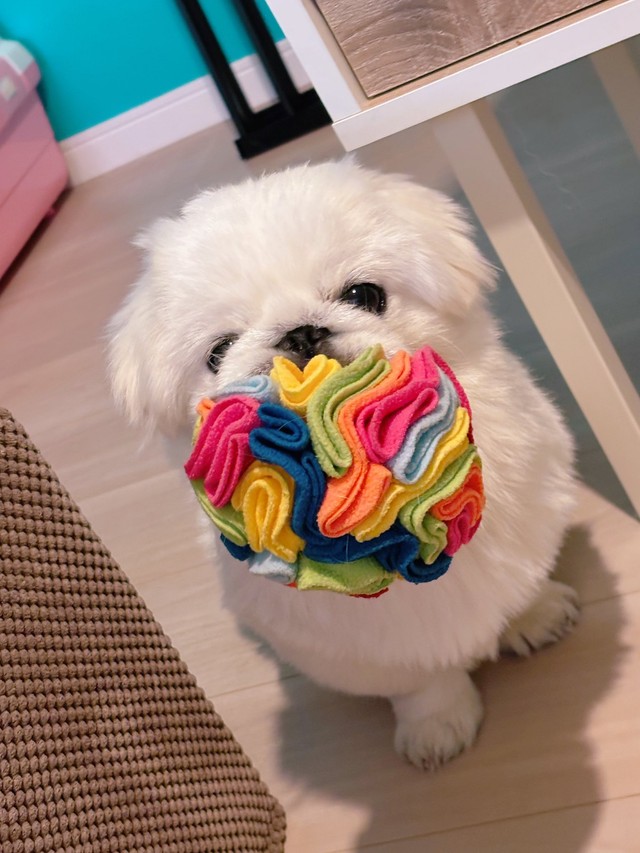 オモチャもカラフル！（画像提供：賢犬ちゃむちゃむさん）