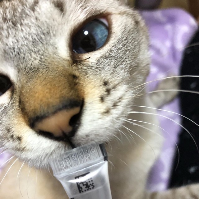 おやつにうっとりしているhokuくんのどアップ顔、思わずキュンとしてしまう