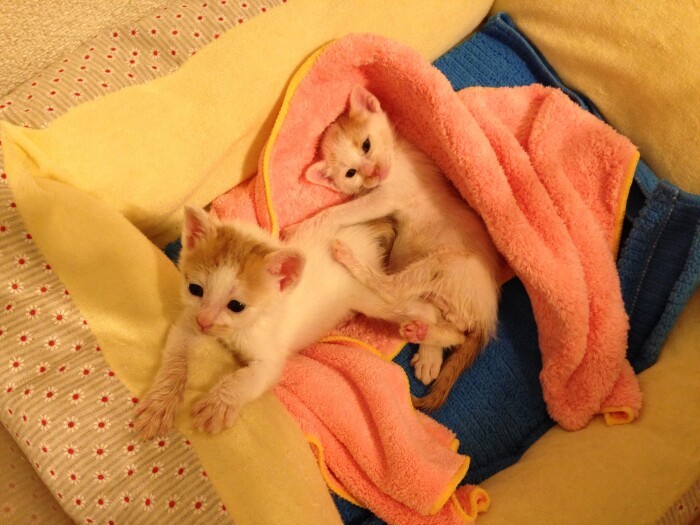 幼い時のタマゴとチクワ（猫ハッピーさん提供）