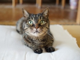 親戚のような「猫友」に会いにいった　20年近く交流、猫への思いも痛みも共有