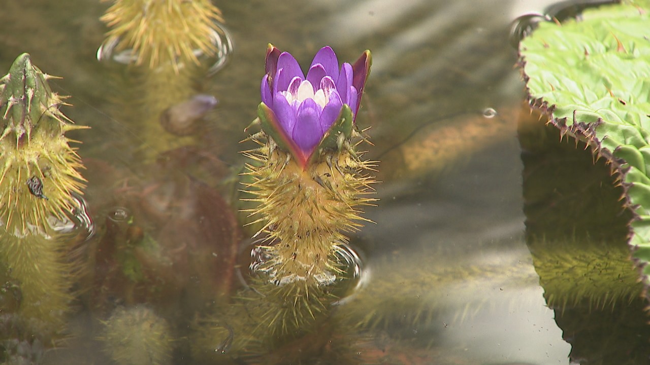 栗林公園で絶滅危惧種「オニバス」の花が見頃 約100株が自生 香川