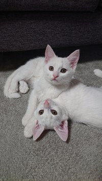 あいだに鏡ないよね…