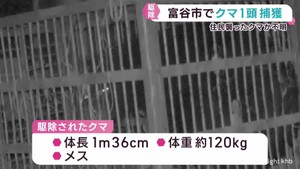 宮城・富谷市でクマ１頭捕獲　現場周辺では１２日に住民襲われけが　同一個体かは不明