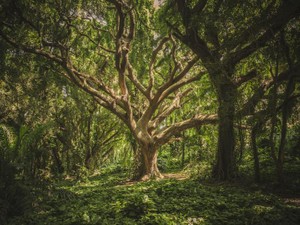 子供向けの話らしくないグリム童話に魅せられ、決めた将来の夢