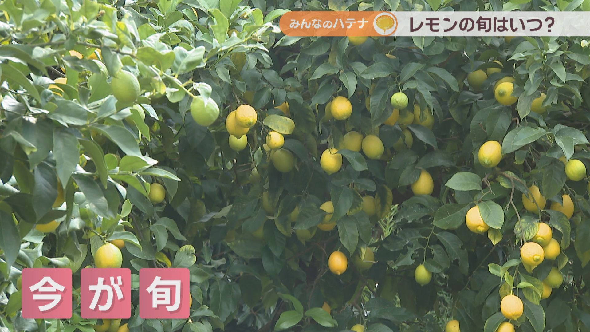 緑と黄色の違いは？旬はいつ？ 「レモン農家」に聞いてみた【みんなの