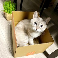 段ボール箱に入ってくつろぐうるりちゃん（画像提供：うるりちゃん）