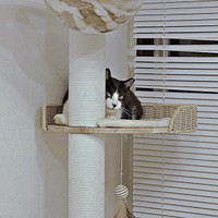 キャットタワーからチラ見するハッチャン（画像提供：ハッチャンさん）