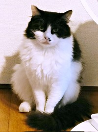 今はふっくらと健康的になった母猫・うめちゃん（画像提供：あるくきくらげさん）