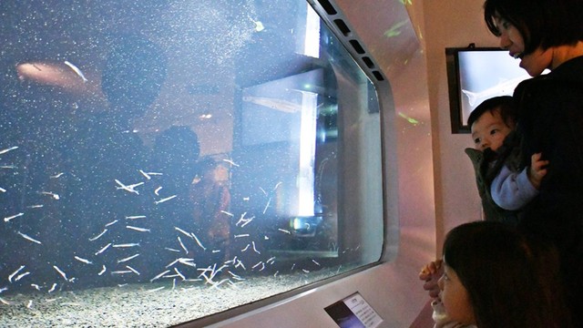 シラウオを食い入るように見る親子連れ＝島根県立宍道湖自然館ゴビウス