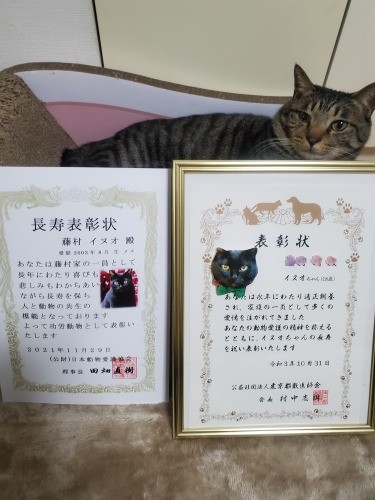 表彰状がうらやましい？はっぴー「左のも額縁買いなよ、僕、紙をかじっちゃうよ」。ちなみに右の表彰状は文章のみで、写真は上から貼っています