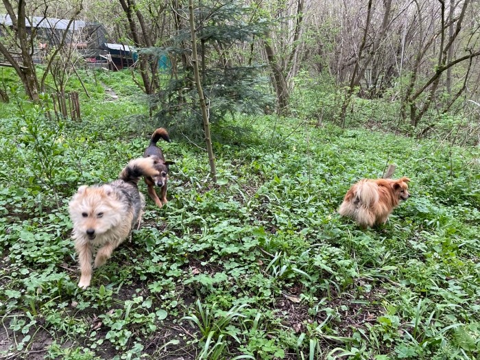 庭を自由に走る犬たちキャプ）庭を自由に走る犬たち