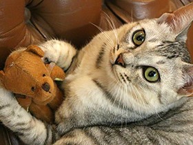 アイラインひいたの？　ぱっちり目のサバトラ猫「ぐーちゃん」