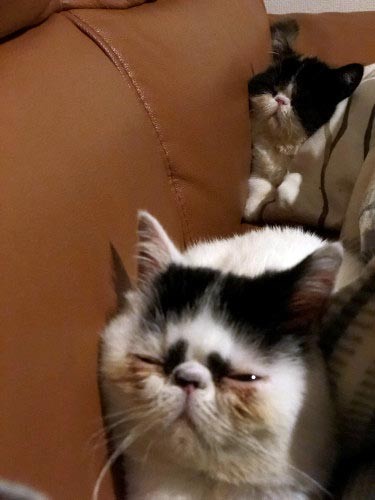 来て間もないころの魚卵姉妹。なぜか２匹ともぎゅうぎゅう（大盛さん提供）