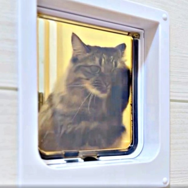 猫部屋から見るとーー今日もシャッシャするめいちゃん（画像提供：Ishikawaさん）