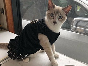 手作り猫ベッドがお気に入り　やんちゃなミックス猫「レオン」　